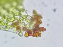 Attēlu rezultāti vaicājumam “Lophozia excisa”