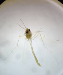 Attēlu rezultāti vaicājumam “Tanytarsus”