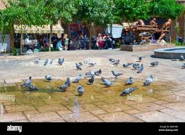 Image result for selvatici tehron