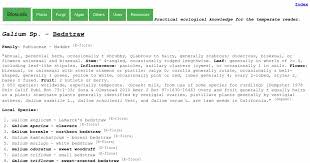 Attēlu rezultāti vaicājumam “Galium schultesii fruit”