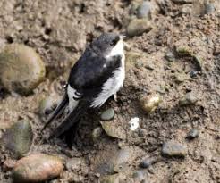 Attēlu rezultāti vaicājumam “Delichon urbicum juvenile”