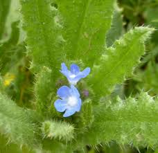 Attēlu rezultāti vaicājumam “Anchusa arvensis flower”