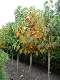 Attēlu rezultāti vaicājumam “Magnolia acuminata”