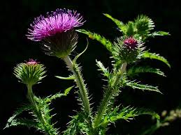 Attēlu rezultāti vaicājumam “Carduus crispus leaf”