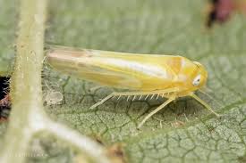 Attēlu rezultāti vaicājumam “Cicadellidae”