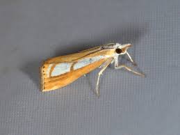 Attēlu rezultāti vaicājumam “Catoptria verellus”