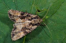 Attēlu rezultāti vaicājumam “Apamea remissa”