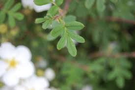 Attēlu rezultāti vaicājumam “Pentaphylloides fruticosa”