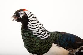 Image result for Chrysolophus amherstiae