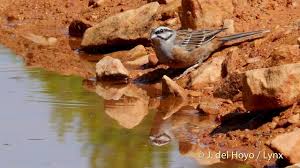 Image result for Emberiza cia