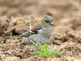 Attēlu rezultāti vaicājumam “Fringilla coelebs female”