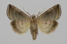 Attēlu rezultāti vaicājumam “Eucarta virgo”