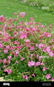 Image result for Nicotiana x sanderae `Perfume`F1