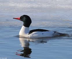 Attēlu rezultāti vaicājumam “Mergus merganser male”