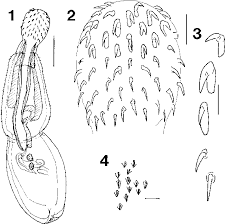 Attēlu rezultāti vaicājumam “Erinaceus sp.”