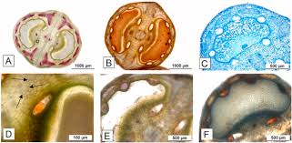 Attēlu rezultāti vaicājumam “Chaerophyllum aromaticum fruit”