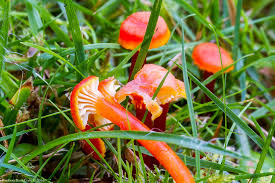 Attēlu rezultāti vaicājumam “Hygrocybe cantharellus”