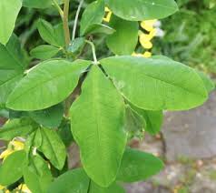 Attēlu rezultāti vaicājumam “Laburnum anagyroides leaf”