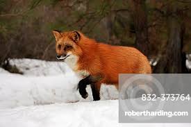 Attēlu rezultāti vaicājumam “Vulpes vulpes  adult”