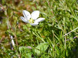 Attēlu rezultāti vaicājumam “Sagina nodosa flower”