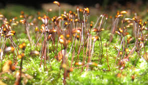 Attēlu rezultāti vaicājumam “Calliergonella cuspidata sporophyte”