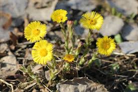 Attēlu rezultāti vaicājumam “Tussilago farfara leaf”