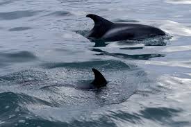 Image result for Lagenorhynchus albirostris