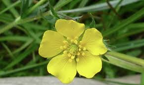Attēlu rezultāti vaicājumam “Potentilla erecta bud”