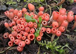 Attēlu rezultāti vaicājumam “Microstoma protracta”