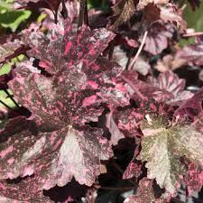 Image result for Heuchera `Midnight Rose`