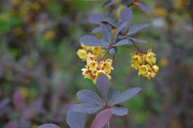 Attēlu rezultāti vaicājumam “Berberis thunbergii”