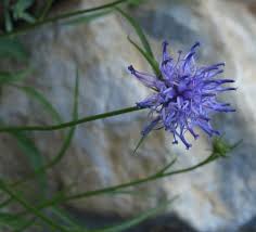 Attēlu rezultāti vaicājumam “Phyteuma spicatum leaf”