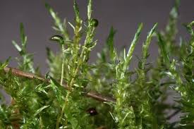 Attēlu rezultāti vaicājumam “Calliergon megalophyllum”