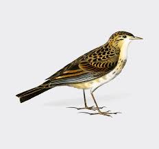 Image result for Turdus eunomus