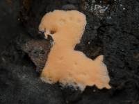 Attēlu rezultāti vaicājumam “Dictydiaethalium plumbeum macro”