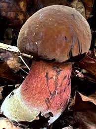 Attēlu rezultāti vaicājumam “Sutorius luridiformis”