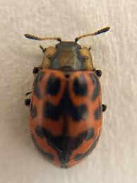 Attēlu rezultāti vaicājumam “Chrysomelidae”