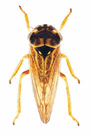 Attēlu rezultāti vaicājumam “Paramesus obtusifrons”