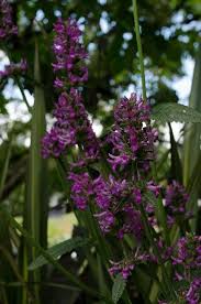Attēlu rezultāti vaicājumam “Stachys officinalis leaf”