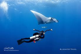 Image result for Blue Water Diving
