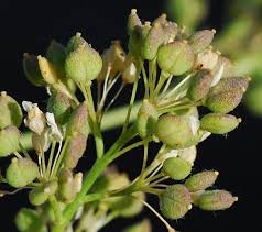 Attēlu rezultāti vaicājumam “Lepidium latifolium flower”
