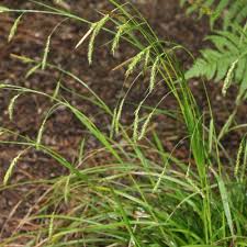 Attēlu rezultāti vaicājumam “Carex sylvatica fruit”