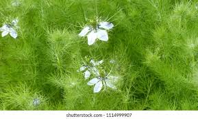 Attēlu rezultāti vaicājumam “Sinapis alba flower”