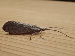 Attēlu rezultāti vaicājumam “Phryganeidae”