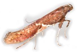 Attēlu rezultāti vaicājumam “Caloptilia stigmatella”