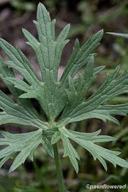 Attēlu rezultāti vaicājumam “Ranunculus acris leaf”