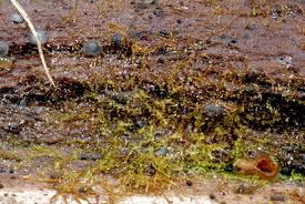 Attēlu rezultāti vaicājumam “Cephalozia catenulata”