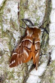 Attēlu rezultāti vaicājumam “Endromis versicolora”