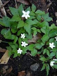Attēlu rezultāti vaicājumam “Anemone x lipsiensis leaf”