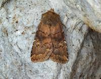 Attēlu rezultāti vaicājumam “Rusina ferruginea”